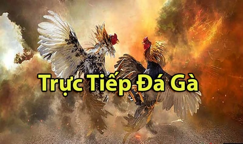 https://fbtc.online/tim-hieu-ve-da-ga-thomo-campuchia/